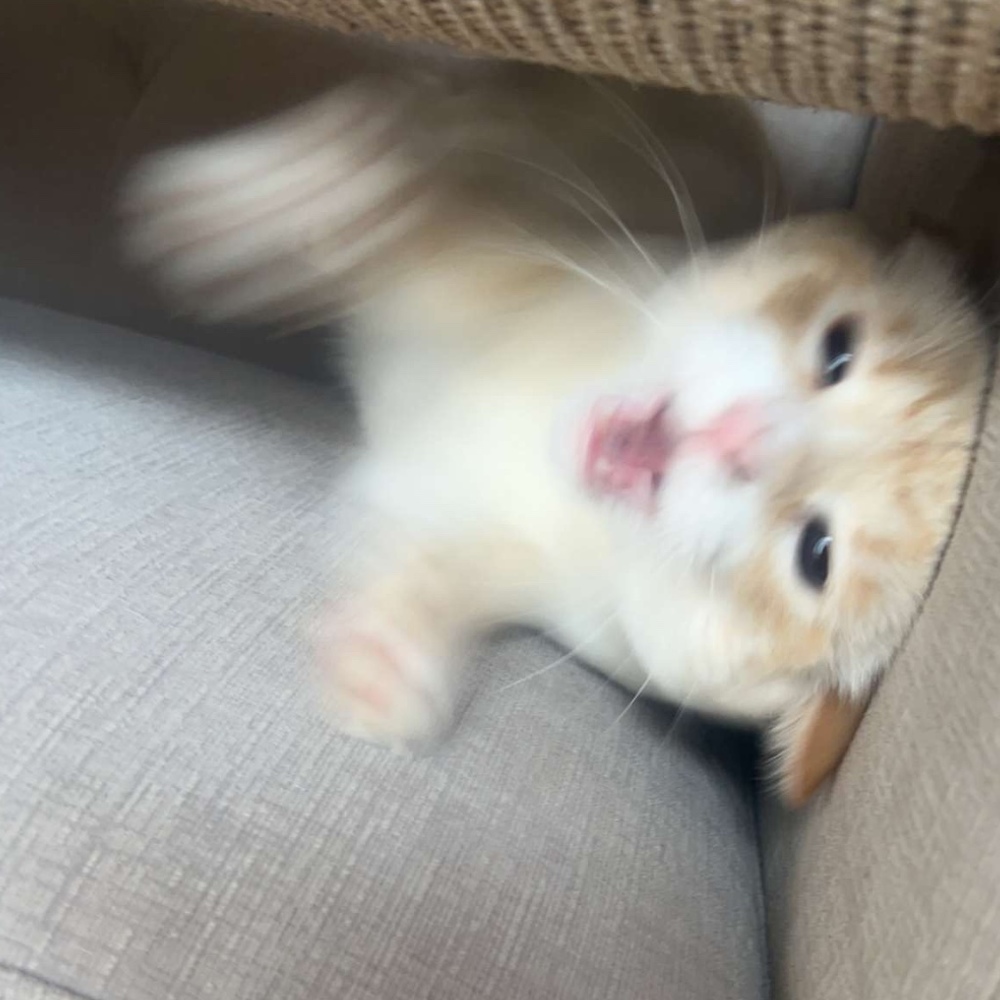 Meet your Posher, Claire